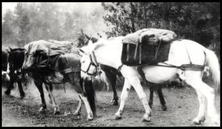 Jean Caux (Cataline) packhorses
