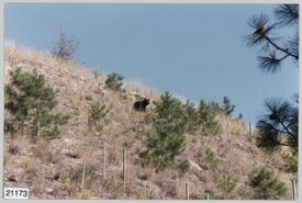 Black bear on hillside near Peachland