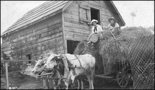 Hezekiah Elliot's oxen team pulling load of hay 
