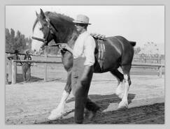 George Jackson of Salmon Arm with registered clydesdale stallion at Interior Provincial Exhibition
