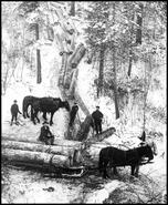 Loggers standing at the end of the log skid and loading logs onto horse drawn sleighs