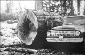 Large cedar log and Baird Bros. pick-up truck