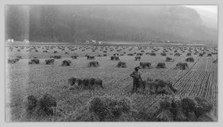 Farmer with wheat stooks in field at Pleasant Valley, looking south