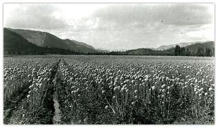 Field of onion seed (Almond Gardens area)
