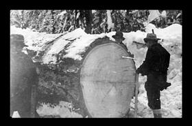 Large cut log being measured by a man