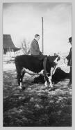 Marybelle Renyard sitting on a cow