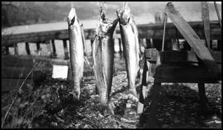 Three lake trout