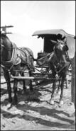 Company Store grocery wagon with horses, Daniel Street, 1920s
