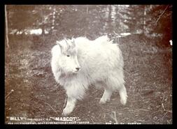 "Billy" the domestic mountain goat, Golden