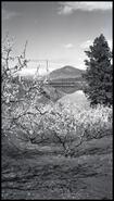 [Cherry trees in blossom at Braesyde Orchards]