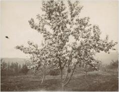 [Fruit trees in blossom in orchard]