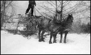 Winter logging with horses and sleigh