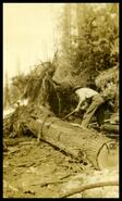 Unidentified man working on log, Mt. Revelstoke, B.C.