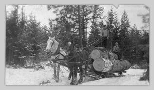 Laurence Pehota and Charlie hauling logs by sleigh