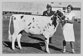 Mildred Brydon with Ayreshire calf at Interior Provincial Exhibition