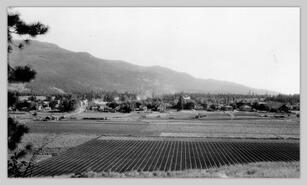 Celery, cabbage and lettuce fields with Inland Flour Mills in the background