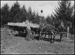 Horse and wagon loaded with prunes for market
