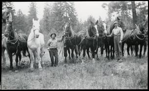 Horse logging teams in the bush