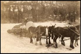 Four horse team  pulling log sleigh with Arthur and May Veale from Veale
