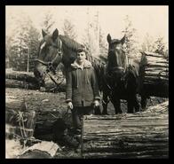 Margaret Vervynk (Beaumont) horse logging in Mt. Begbie area