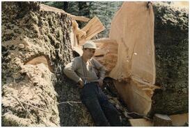 Byron Dehart with large sawed off trunk on BC coast