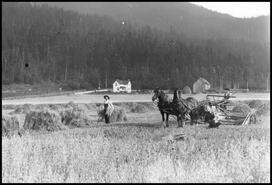 Two men in the Armstrong/Spallumcheen area harvesting grain with a horse-drawn thresher