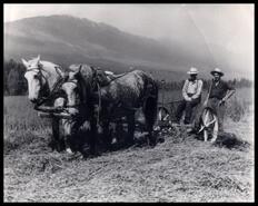 Bill and Wilf Habart cutting hay on Rainbow Ranch