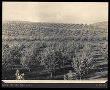Young orchard