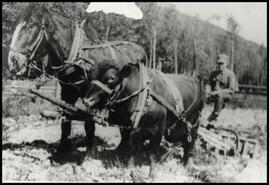 Alex Wood ploughing with with cow and horse team at Canoe Point