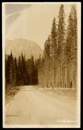 "Along the Banff-Windermere Road"