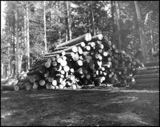 Baird Bros. log pile at Cooke Creek
