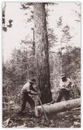 Tom Hartley and unidentified man logging with crosscut saw