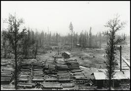 Logging operations at Robbs Sawmill