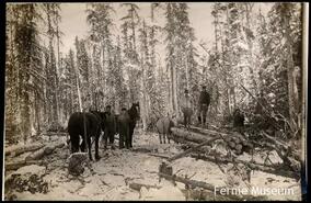 Logging in winter