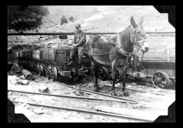 Mule and driver removing coal from mine