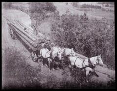 Horses pulling wagon load of poles on the Neskonlith switchbacks