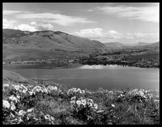 Coldstream and Kalamalka Lake with sunflowers in the foreground
