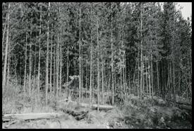 First silviculture thinning carried out in Okanagan (West) Forest Management License #9