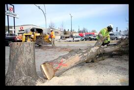 Trees coming down during downtown Vernon revitalization project on 30th Avenue