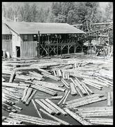 Logs in the water at Sandner Sawmill 