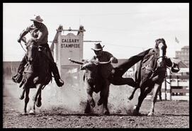 Steer roping at the Calgary Stampede
