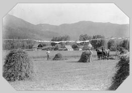 Hay harvest on Frank Poole's farm, Mountain View Road