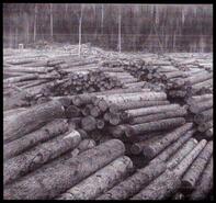 Stacks of logs
