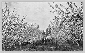 Armstrong orchard in bloom