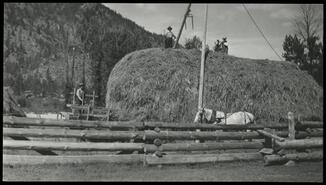 Piling hay in J.M. Thomas barnyard