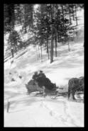 Horse and sled with passengers