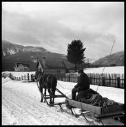 Mr. Hong with horse and sleigh