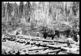 A group of men cuting logs with horse hauling logs at unidentified road camp