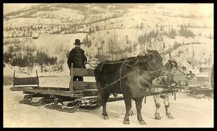 Charlie Leonard on sled with oxen team on Victoria Road