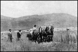 Workers and a horse-drawn threshing machine bringing in the grain harvest on Judge Spinks Ranch